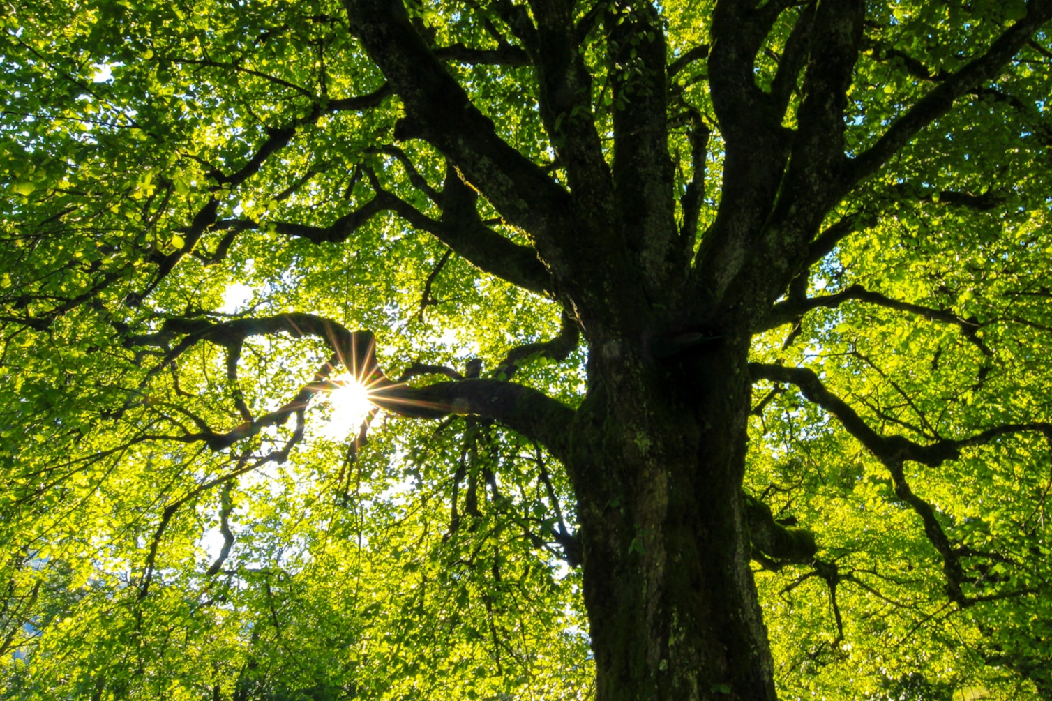 green-leafed tree at daytime